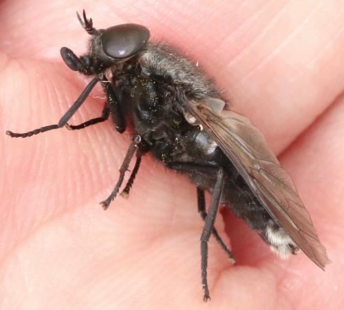 Dasyrhamphis ater